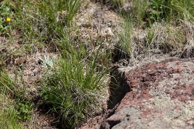 Carex oreocharis, photographed by Cecelia Alexander