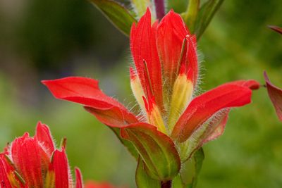 Castilleja nelsonii, photographed by Cecelia Alexander