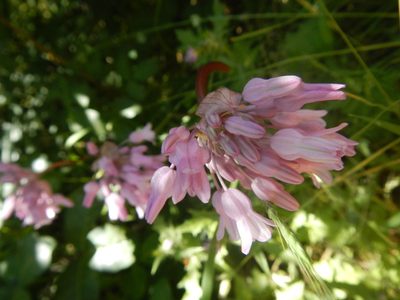 Dichelostemma volubile, photographed by Sarah Angulo