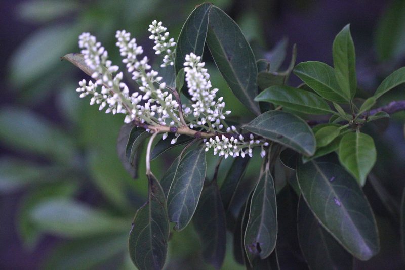 Itea chinensis, photographed by Agnes Trekker