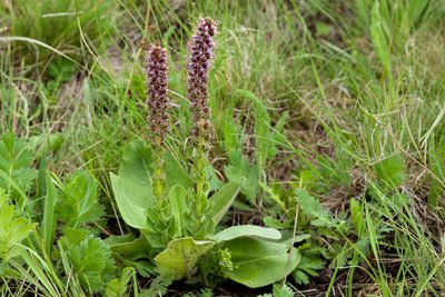 Veronica plantaginea, photographed by Cecelia Alexander