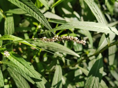 Persicaria hydropiperoides, photographed by Liliana Ramírez-Freire