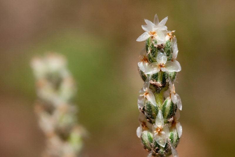Plantago argyrea, photographed by Cecelia Alexander