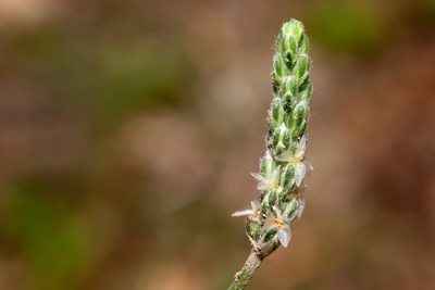 Plantago argyrea, photographed by Cecelia Alexander