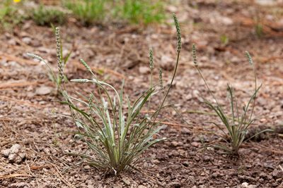 Plantago argyrea, photographed by Cecelia Alexander