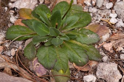 Draba mogollonica, photographed by Cecelia Alexander