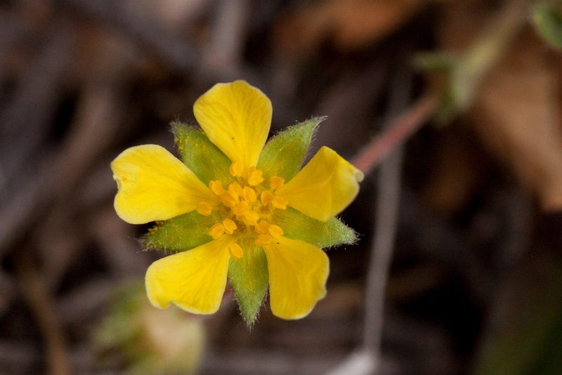 Potentilla subviscosa, photographed by Cecelia Alexander