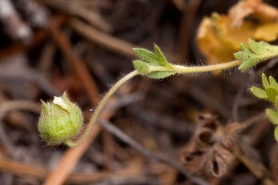 Potentilla subviscosa, photographed by Cecelia Alexander