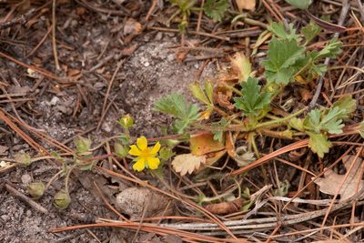 Potentilla subviscosa, photographed by Cecelia Alexander