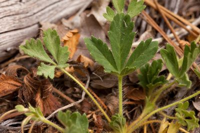Potentilla subviscosa, photographed by Cecelia Alexander