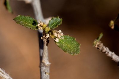 Bernardia obovata, photographed by Cecelia Alexander