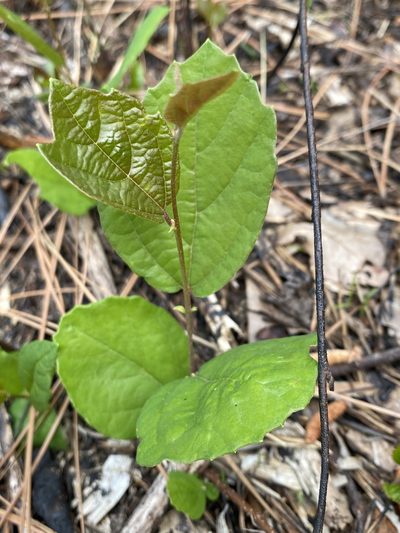 Fothergilla gardenii, photographed by Alan Weakley
