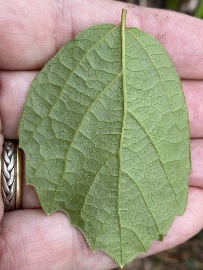 Fothergilla gardenii, photographed by Alan Weakley