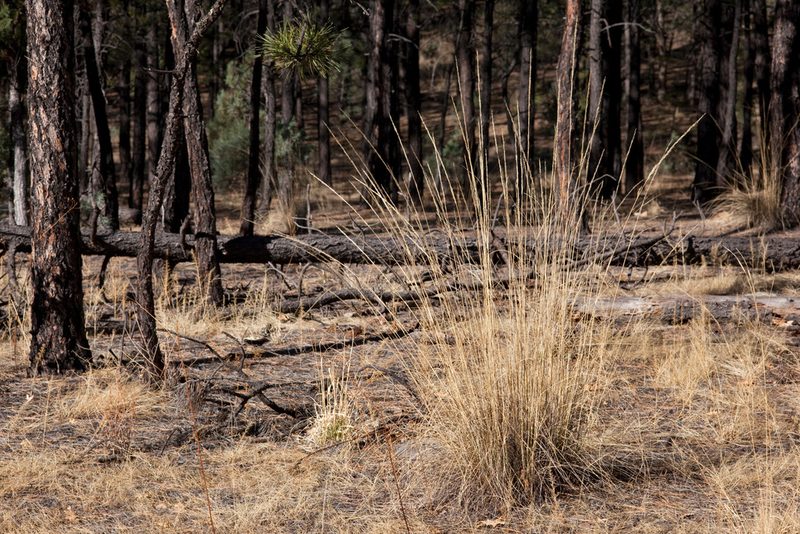 Muhlenbergia dubia, photographed by Cecelia Alexander