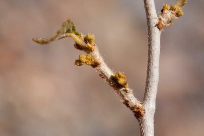 Bernardia obovata, photographed by Cecelia Alexander