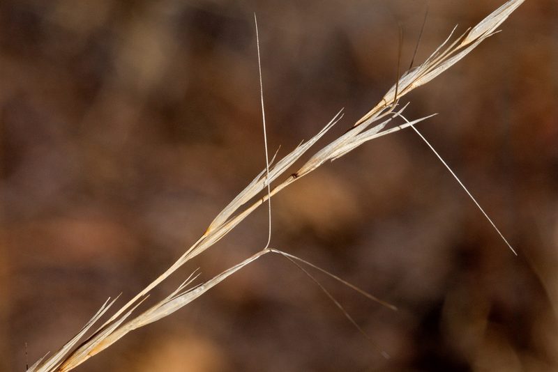 Aristida arizonica, photographed by Cecelia Alexander