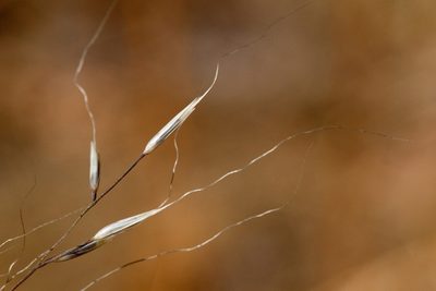 Muhlenbergia montana, photographed by Cecelia Alexander