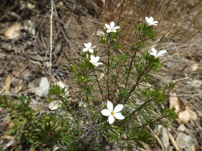 Leptosiphon floribundus, photographed by Amy