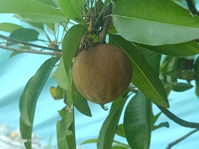 Manilkara zapota, photographed by Ong Jyh Seng