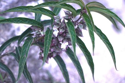 Clerodendrum fortunatum, photographed by Agnes Trekker