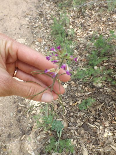 Boechera californica, photographed by Amy