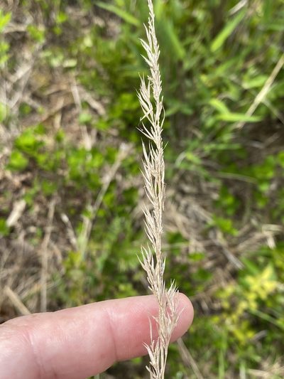 Greeneochloa coarctata, photographed by Alan Weakley