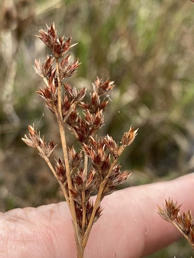 Juncus trigonocarpus, photographed by Alan Weakley