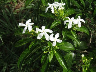 Tabernaemontana divaricata, photographed by Elizabeth Rodríguez Estrada