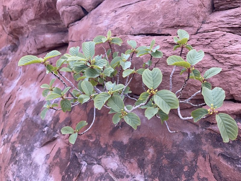Frangula obovata, photographed by Robbie Hannawacker