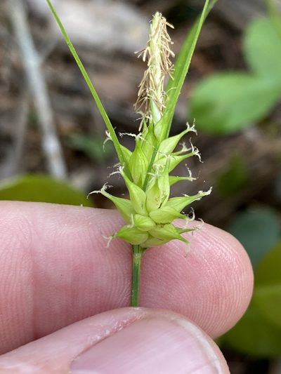 Carex elliottii, photographed by Alan Weakley