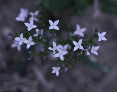 Hedyotis lancea, photographed by Agnes Trekker