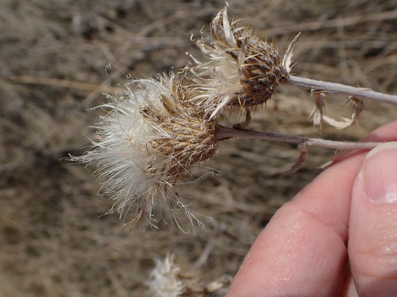 Cirsium flodmanii, photographed by Mary Krieger