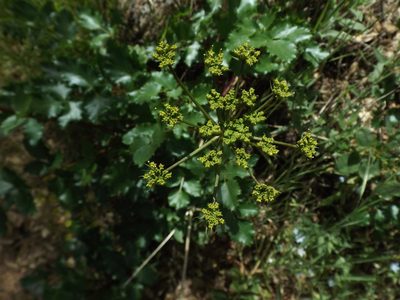 Tauschia arguta, photographed by Amy
