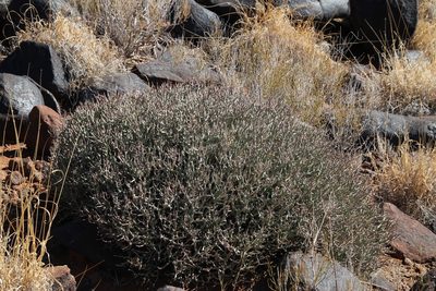Euphorbia lignosa, photographed by Tony Rebelo
