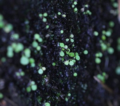 Utricularia striatula, photographed by Agnes Trekker
