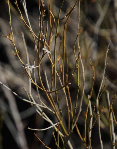 Thamnosma africana, photographed by Tony Rebelo