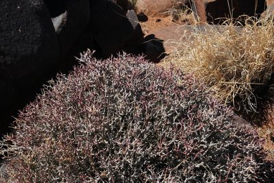 Euphorbia lignosa, photographed by Tony Rebelo