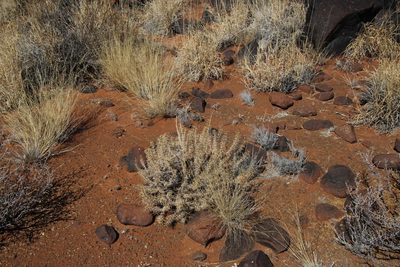 Aptosimum spinescens, photographed by Tony Rebelo
