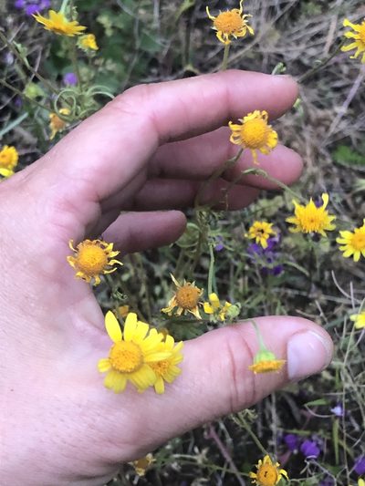 Lasthenia coronaria, photographed by Amy Huie