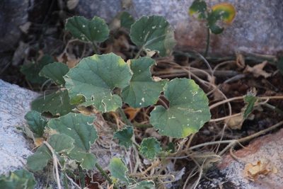 Cucumis sagittatus, photographed by Tony Rebelo