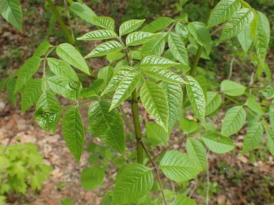 Fraxinus quadrangulata, photographed by Kristen Diesburg