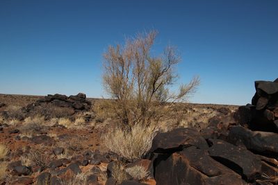 Parkinsonia africana, photographed by Tony Rebelo
