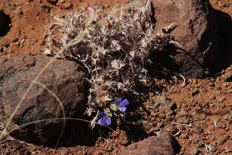 Blepharis furcata, photographed by Tony Rebelo