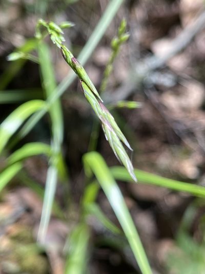 Melica harfordii, photographed by Dee Shea Himes
