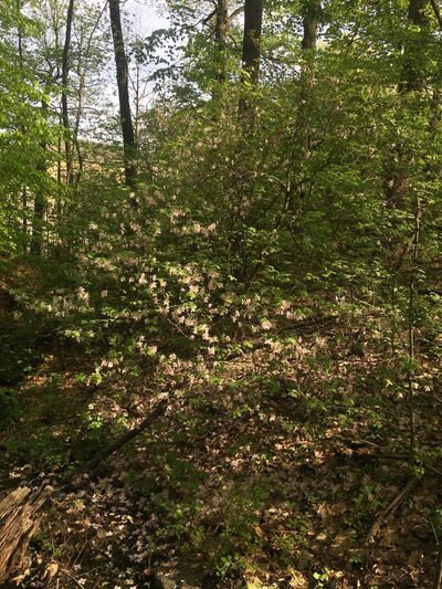 Rhododendron schlippenbachii, photographed by Daniel Atha