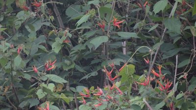Triumfetta speciosa, photographed by maryury