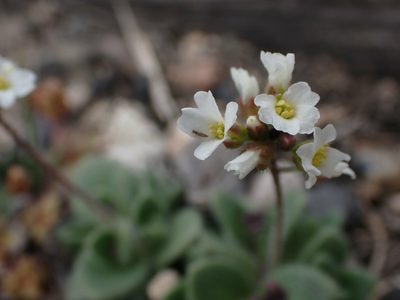 Tomostima reptans, photographed by Mary Krieger
