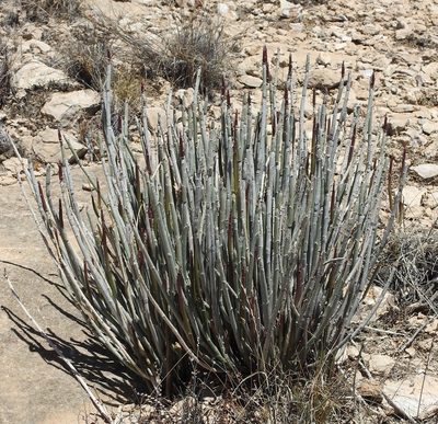 Euphorbia antisyphilitica, photographed by Laura Gaudette