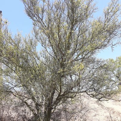Parkinsonia texana, photographed by José Gerardo Velasco