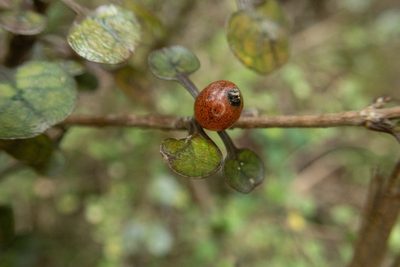 Coprosma spathulata, photographed by M Rutherford